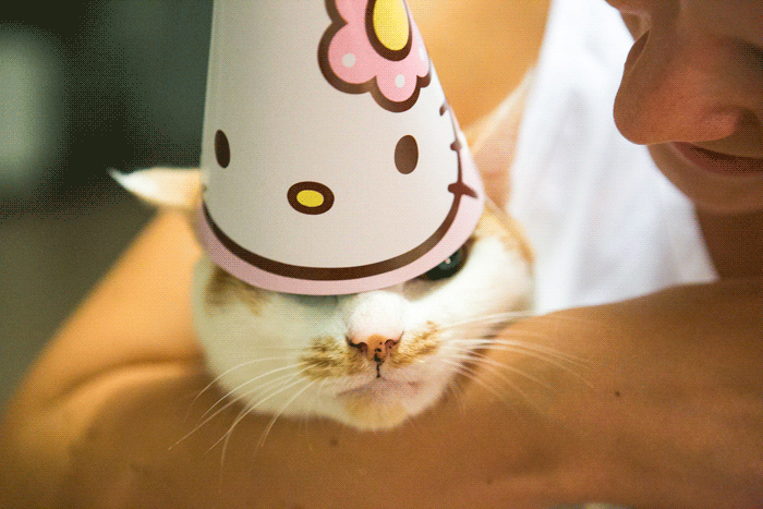 GIF-thecablook-darya-kamalova-fashion-blog-birthday-25-years-old-leo-birthday-cat-cake-9